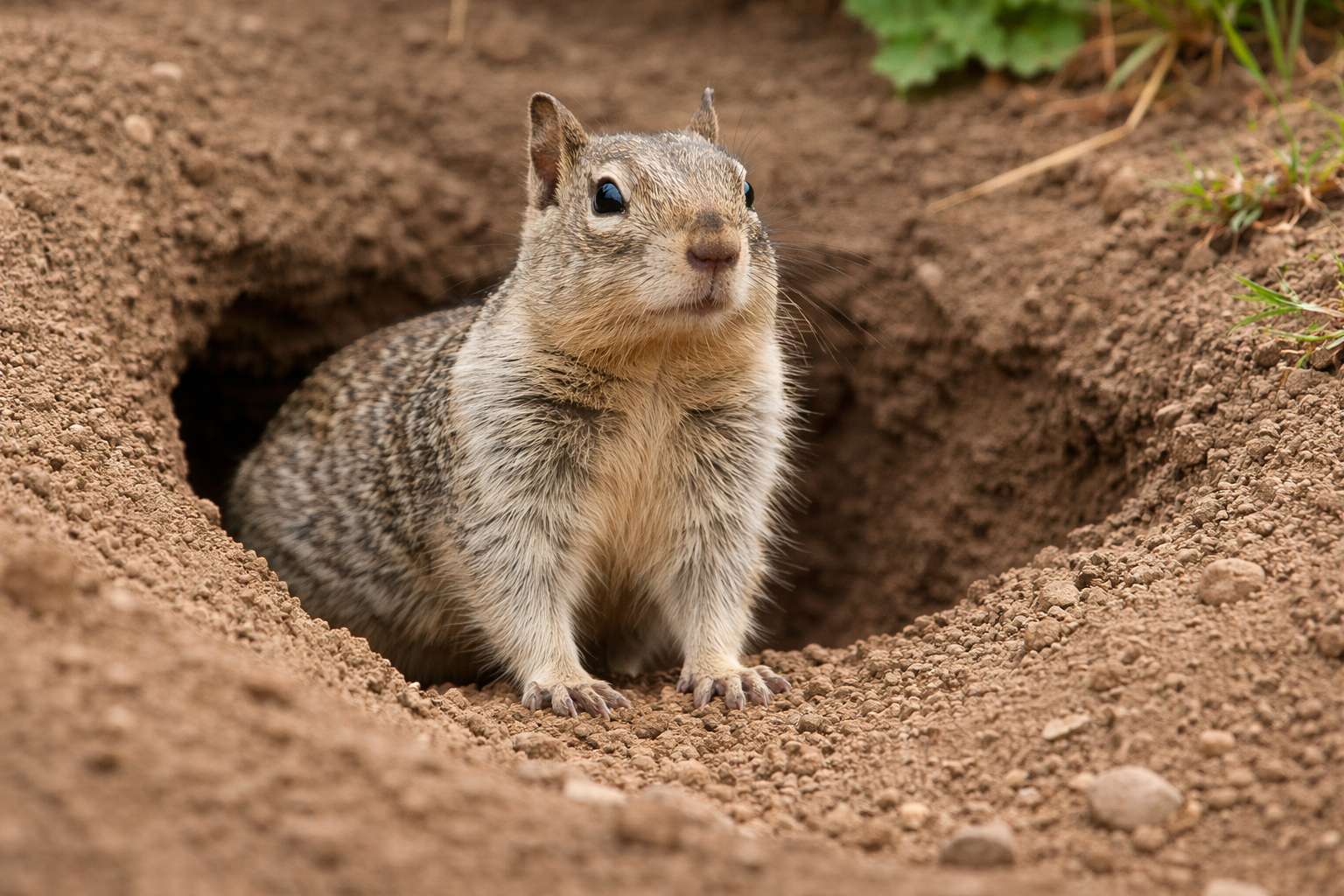 Ground squirrel control in Los Angeles County