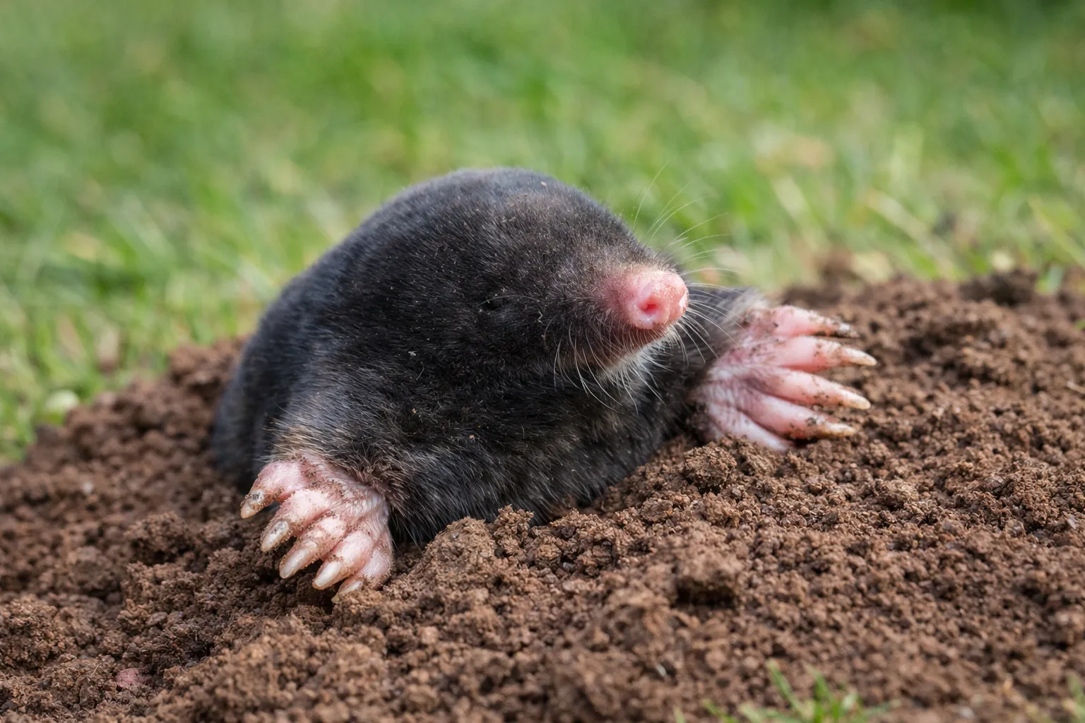 Mole activity in Woodland Hills, CA
